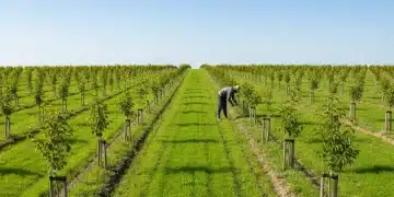 Campo verde con árboles jóvenes de Sembrando Vida, sol radiante.